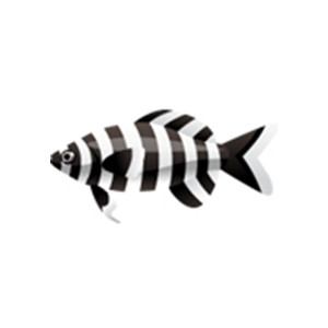 Striped Convict Fish